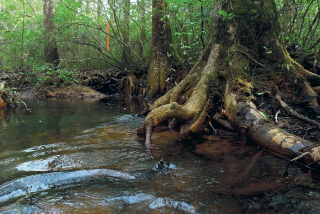 Little Pine Knot Creek