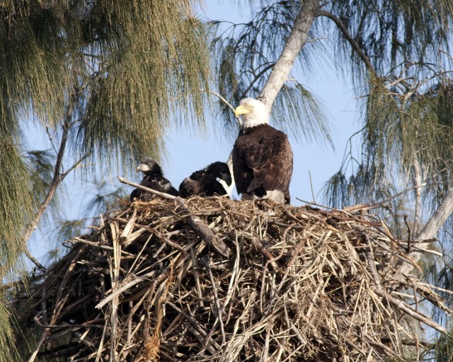 Army helps relocate two eaglets
