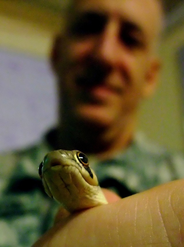 CONTINGENCY OPERATING LOCATION Q-WEST, Iraq - Capt. Christopher Wilton, senior communications officer for 2nd Battalion, 198th Combined Arms, 155th Brigade Combat Team, out of Senatobia, Miss., holds a young rat snake he found in his office Feb....