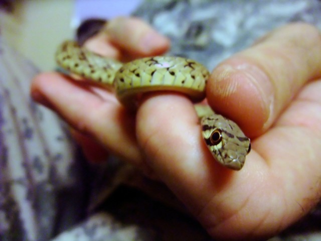 CONTINGENCY OPERATING LOCATION Q-WEST, Iraq - Capt. Christopher Wilton, senior communications officer for 2nd Battalion, 198th Combined Arms, 155th Brigade Combat Team, out of Senatobia, Miss., holds a young rat snake he found in his office Feb....