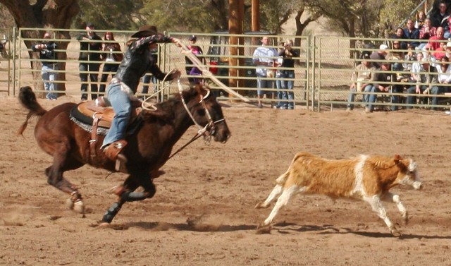 The Tie Down event is a race against time with seconds broken down into smaller increments. To win, the horse and rider must work together with precision teamwork. The rider must rope the calf, throw the calf down, and tie any three legs with a "pigg...