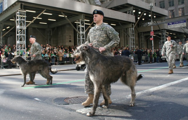 Irish Wolfhounds Lead &#039;Fighting 69th&#039; for St. Patrick&#039;s Parade