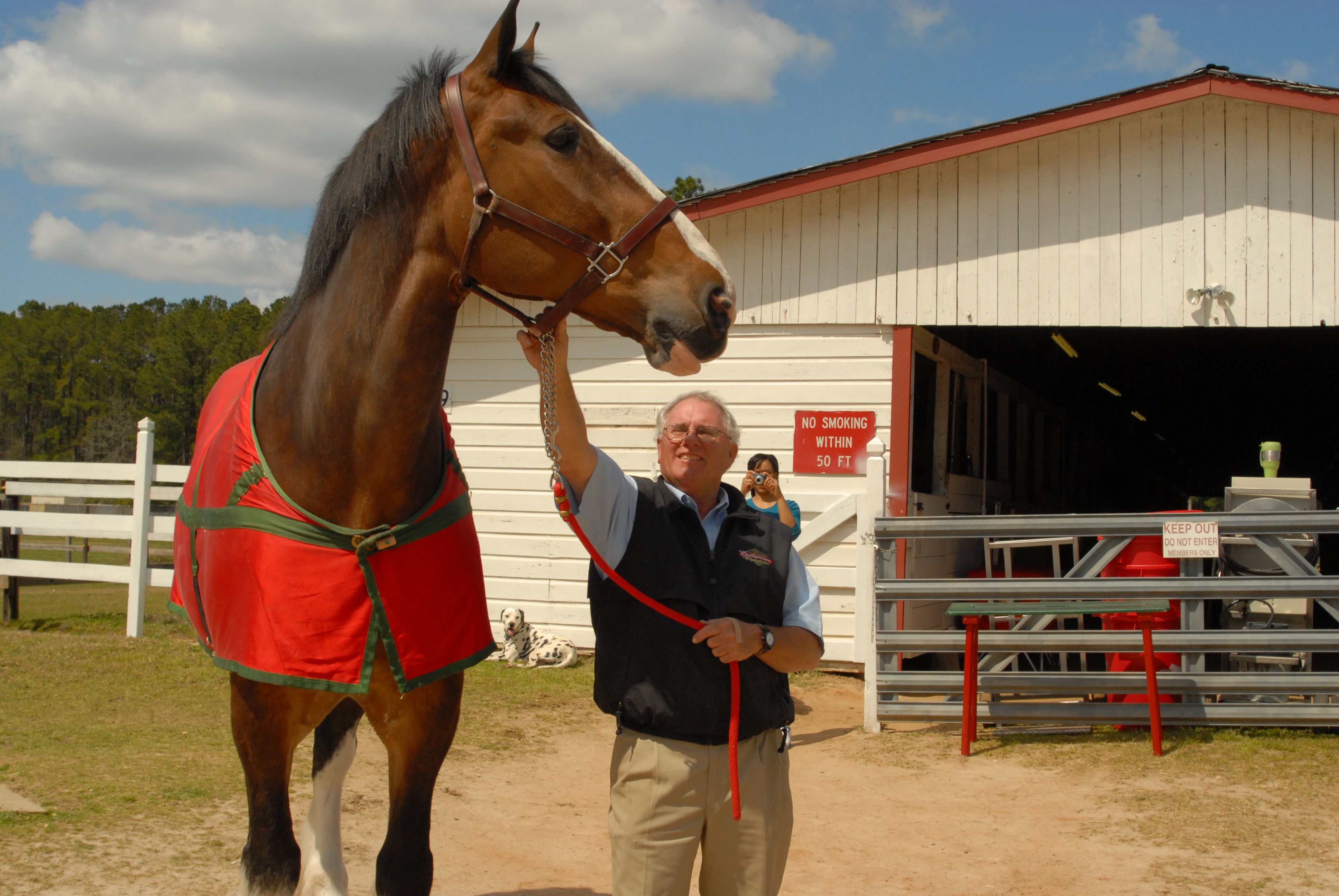 How the Budweiser Clydesdales prepare for their big day at Busch