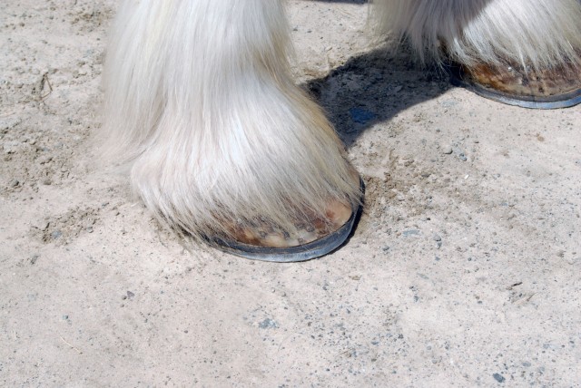 Clydesdale hoof
