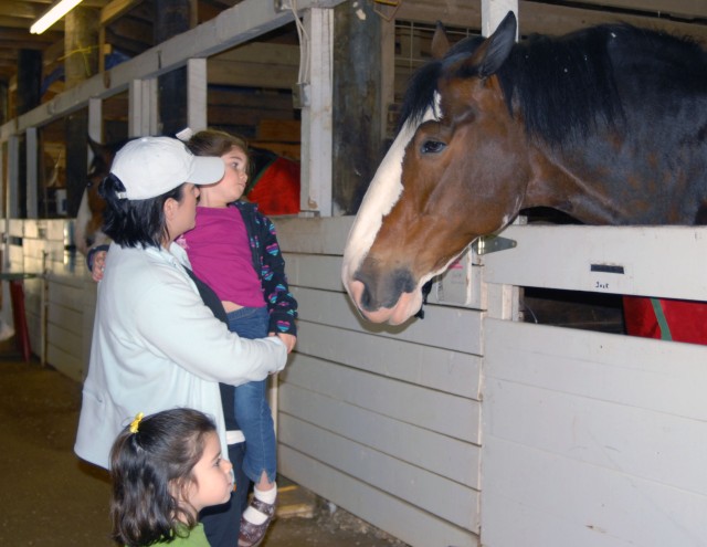 Budweiser Clydesdales at Fort Stewart