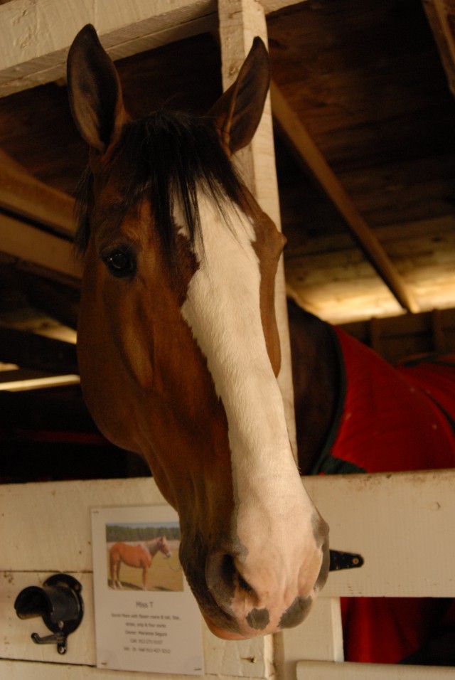 Clydesdale