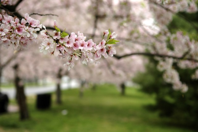 JBM-HH to Participate in Cherry Blossom Festival