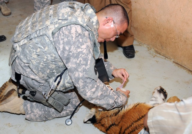 Checking a Tiger&#039;s mouth