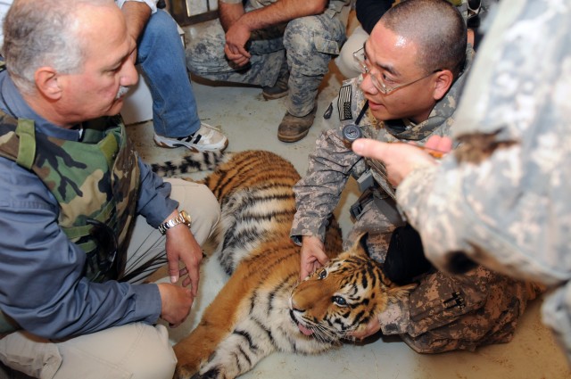 Tiger Check up