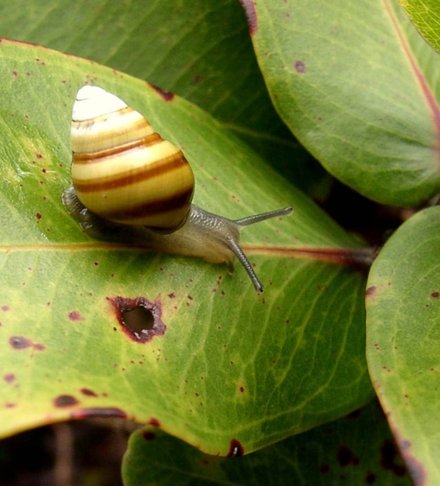 A dog &quot;tail&quot; of two snails