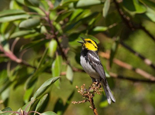 Golden-cheeked Warbler