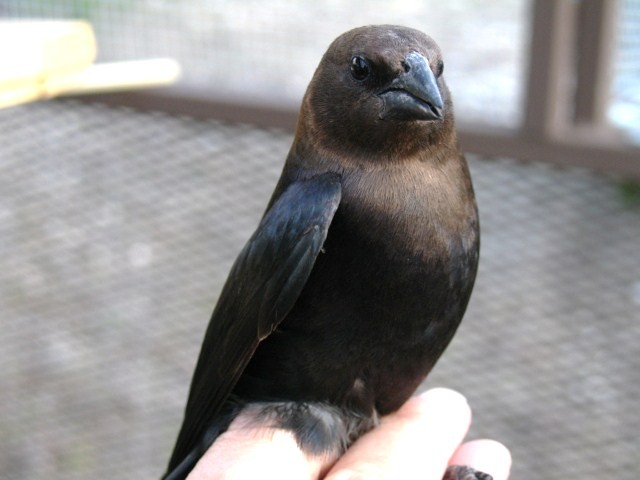 Brown-headed Cowbird