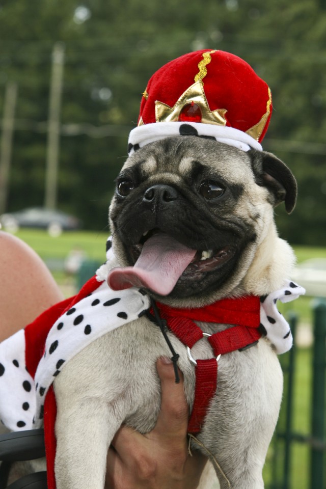 Dog lovers unite at Fort Rucker&#039;s 1st WoofStock