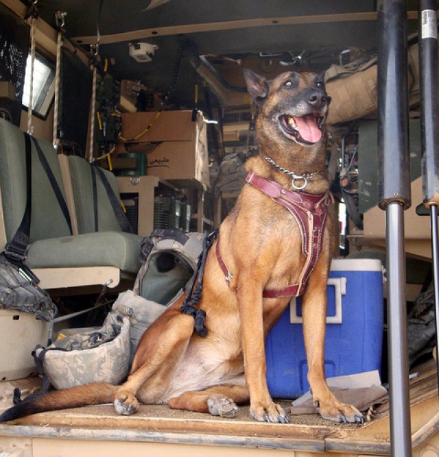 Military Working Dog Receive Fresh Plasma Transfusion in Southwest Asia
