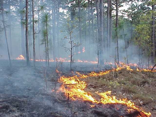 A cyclic fire regimen helps preserve RCW habitat