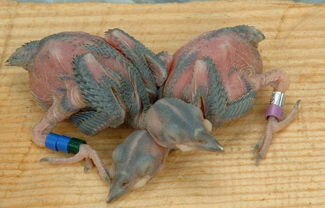 Banded nestlings are tracked 