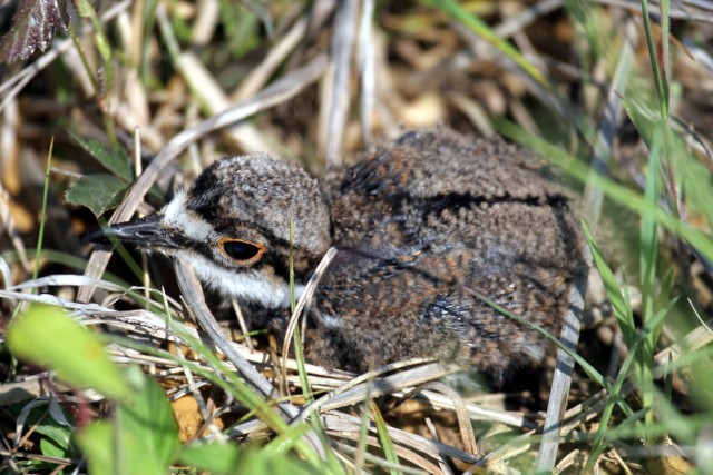 Right steps help protect baby birds