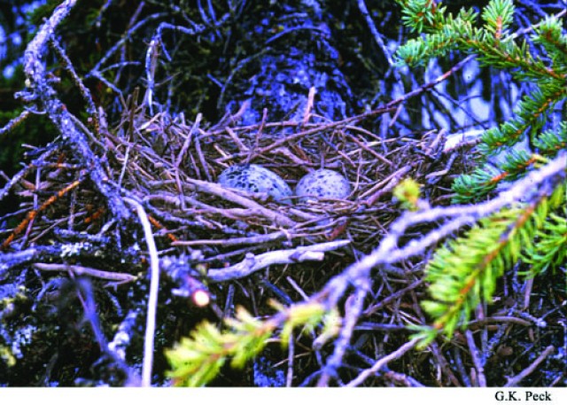 Mew gull nest