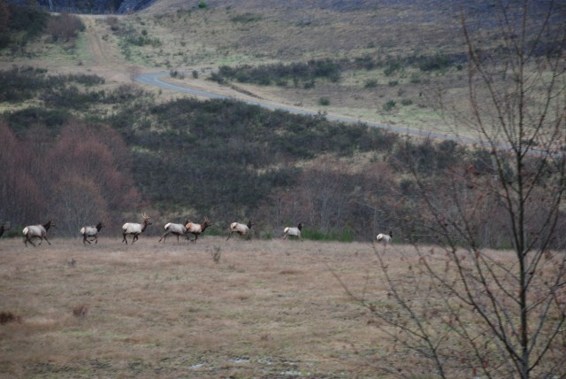 Elk are some of the wildlife flourishing at Mount St. Helens now