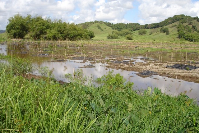 New wetland planting in Humacao, P.R.