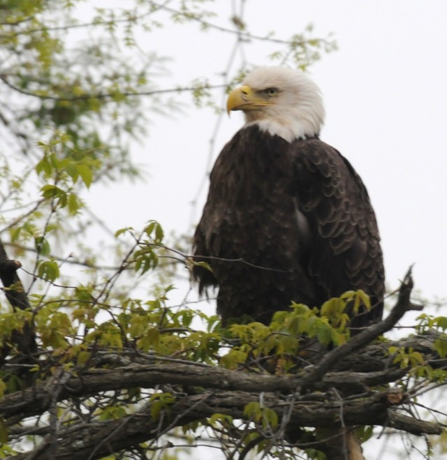 Injured eagle