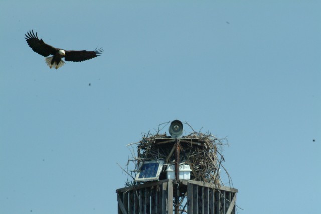 Nest in tower
