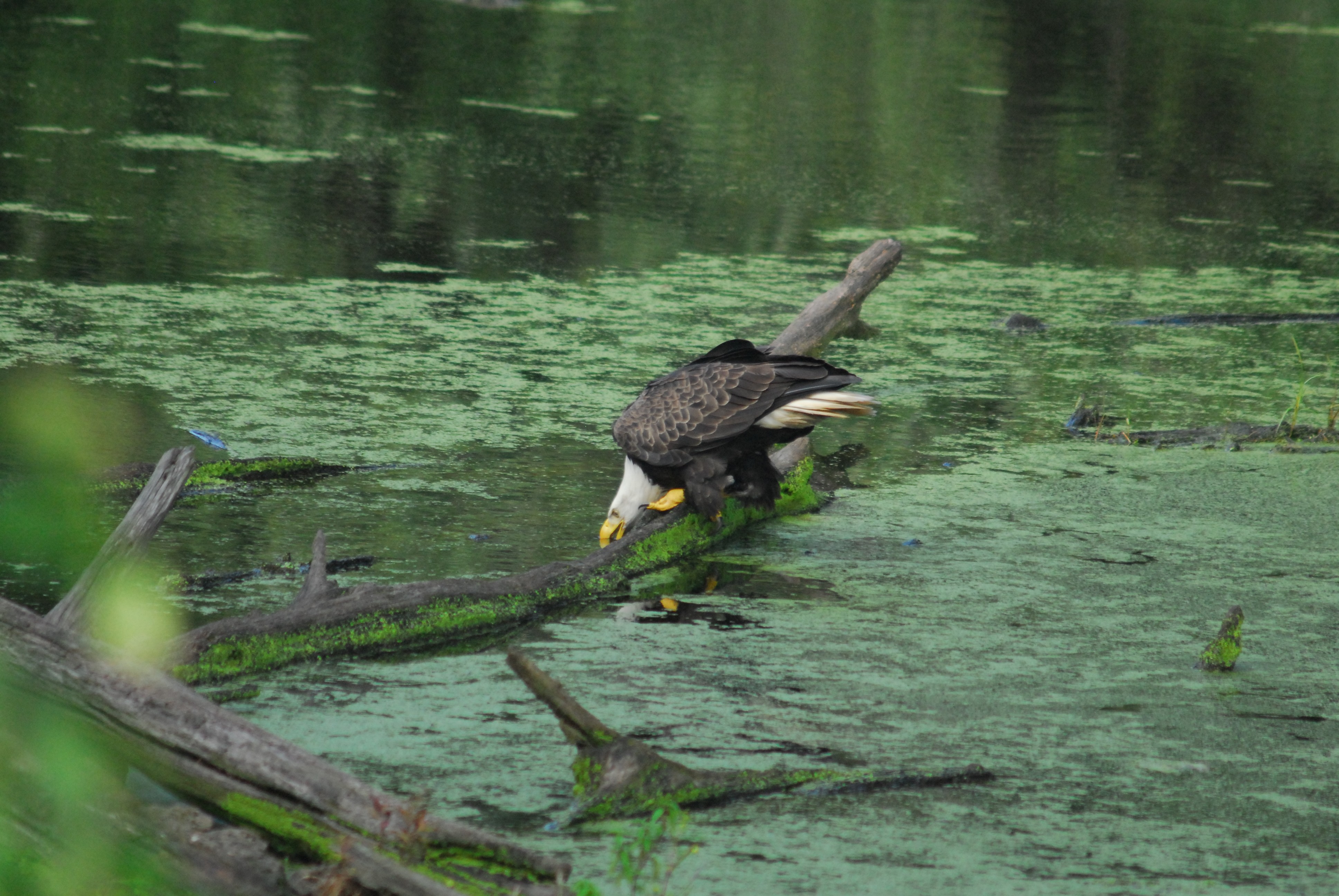 Tracking bald eagle movements throughout the Chesapeake and beyond