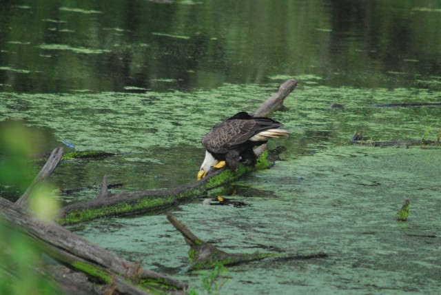 Eagle drinking