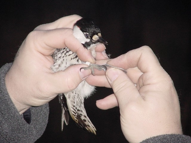 Red-Cockaded Woodpecker are banded and tracked