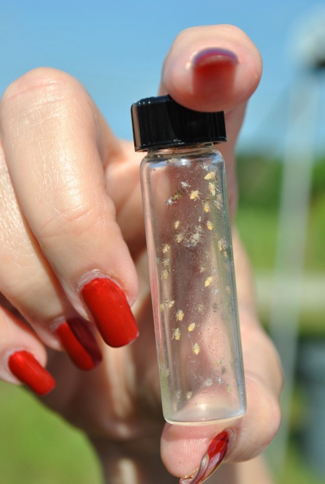 Vial Closeup - planthoppers for release