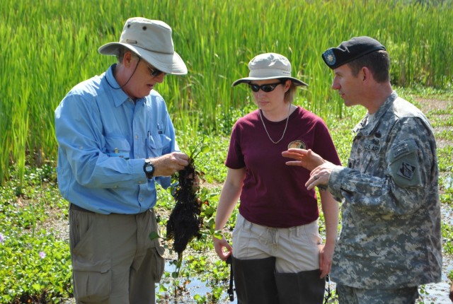 Examination of water hyacinth