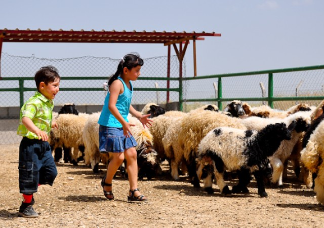 Refining Iraq&#039;s green thumb: Ninewa province gets agricultural overhaul