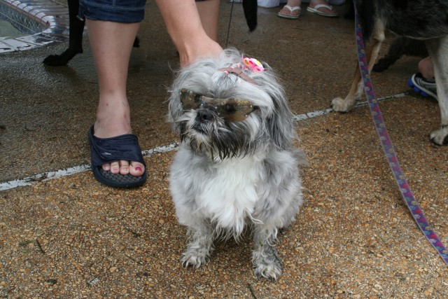 Doggie Dip 2