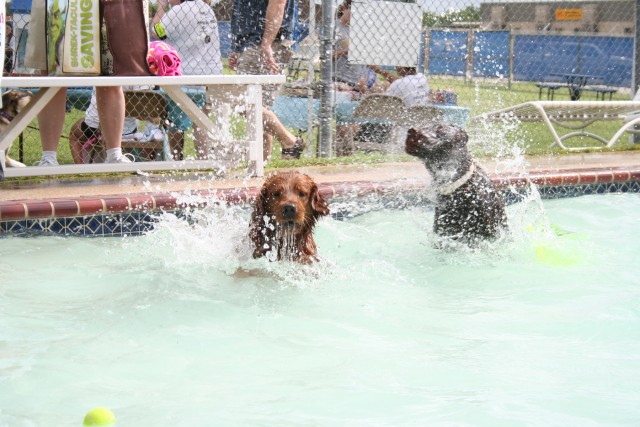 Doggie Dip 3
