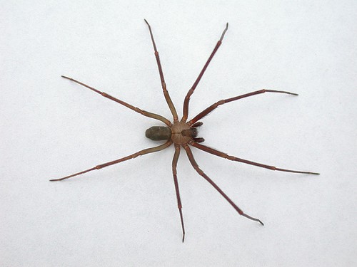 Spider bite could mean big trouble | Article | The United States Army