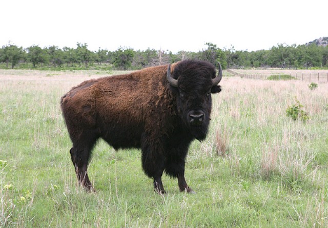 Bison stare down
