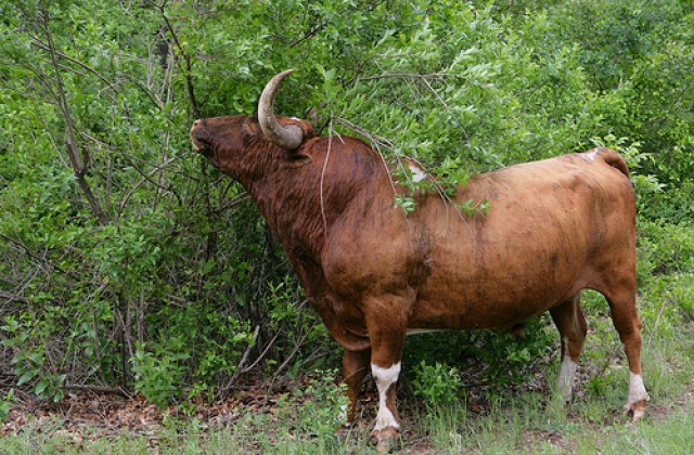 Longhorn