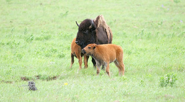You herd me