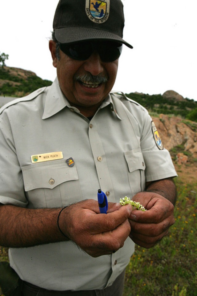 Milkweed explanation