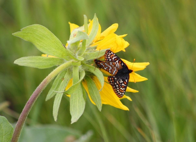 Butterflies