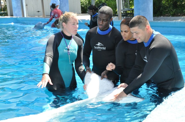 Whales 1