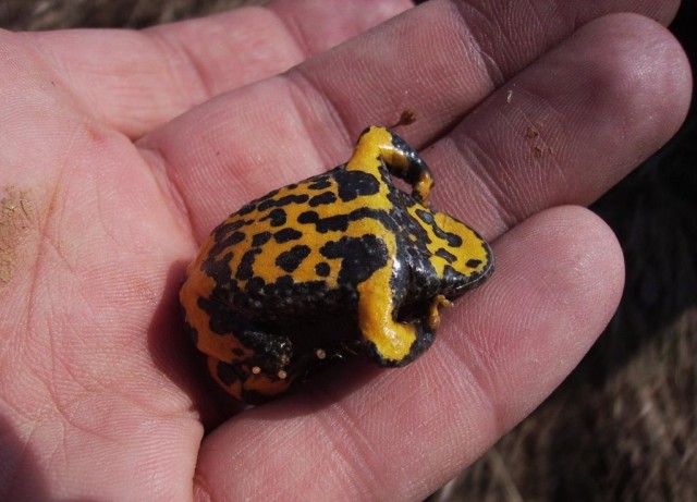 Tiny Toad