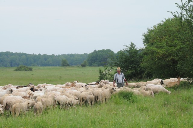 Sheep