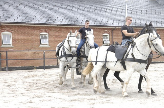 Training Caisson horses