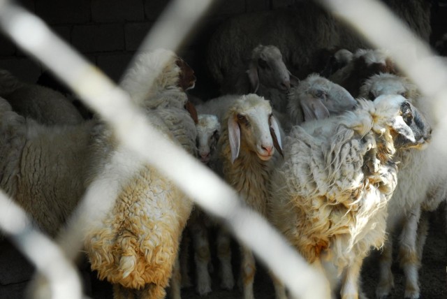 Soldiers not sheepish about micro-grant program