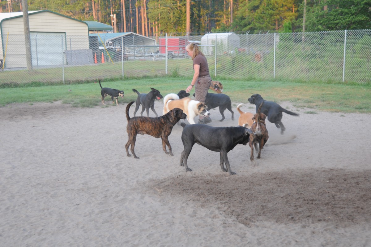 Fort Stewart Pet Boarding facility rivals resorts Article The