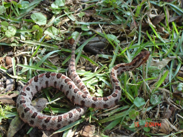Snakes a part of post hiss-tory