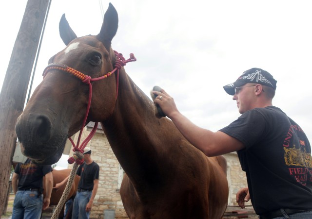 Horse016R