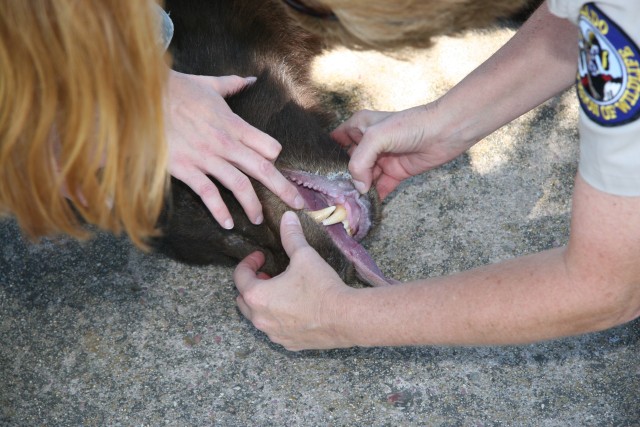 Black bear cozies up in Fort Carson&#039;s Cheyenne Village tree