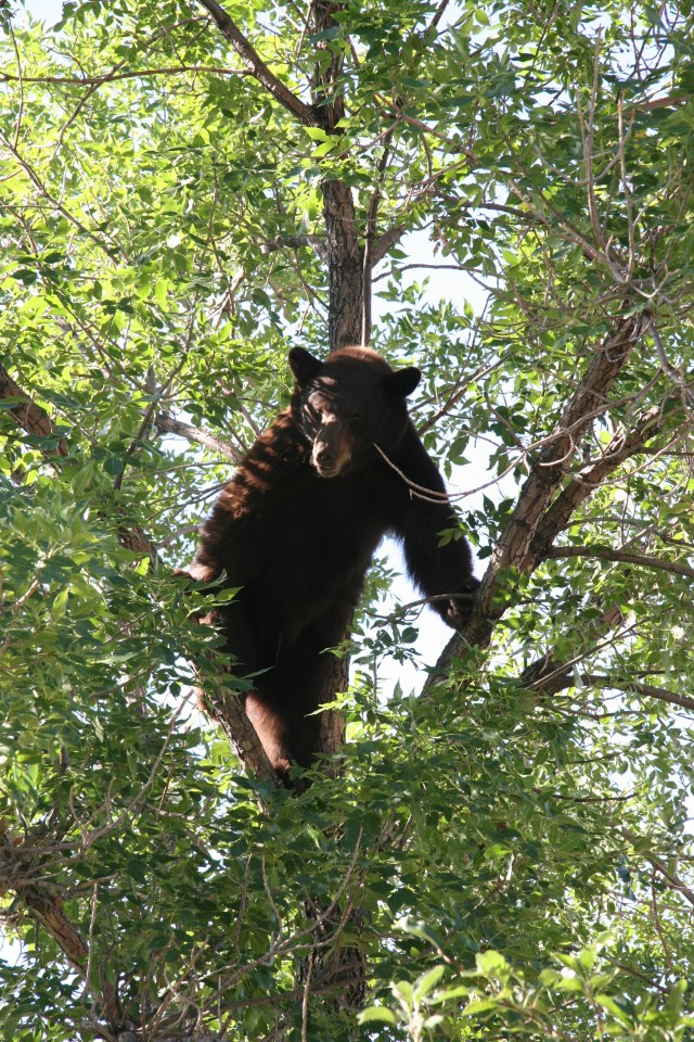 Black bear cozies up in Fort Carson&#039;s Cheyenne Village tree